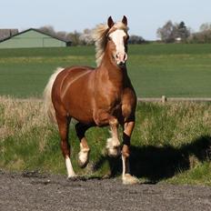 Welsh Cob (sec D) Roxette Royal