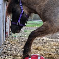Islænder Ræna Fra Granhøjgård
