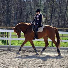 Dansk Varmblod Vivo-Come Back II