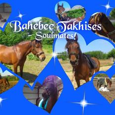 Shagya Araber (SH) Bahebec Takhises *Basse* - *SOLGT*