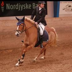 Haflinger Kousteds Ronja