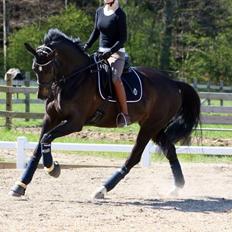 Dansk Varmblod Drisdals Co-Co Chanel RDH