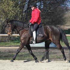 DSP Nørlunds Miss Tanna