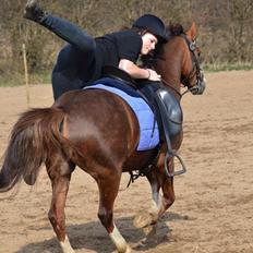 Anden særlig race Flicka