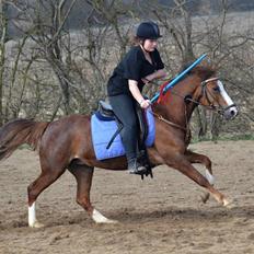 Anden særlig race Flicka