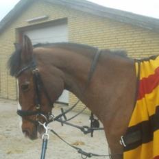 Hollandsk Sportspony Mr. Jackpot mit evige savn..