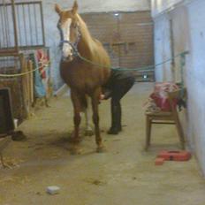 Hollandsk Sportspony Elvira