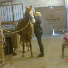 Hollandsk Sportspony Elvira