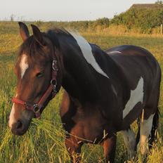 Barockpinto Valencia - Valle <3 - SOLGT