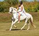 Hollandsk Sportspony Ice Queen