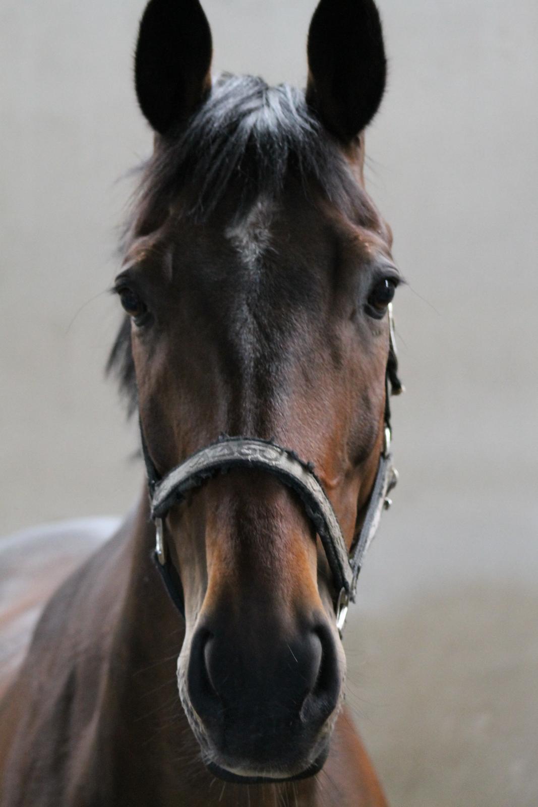 Tjekkisk Varmblod  Kusaj billede 2