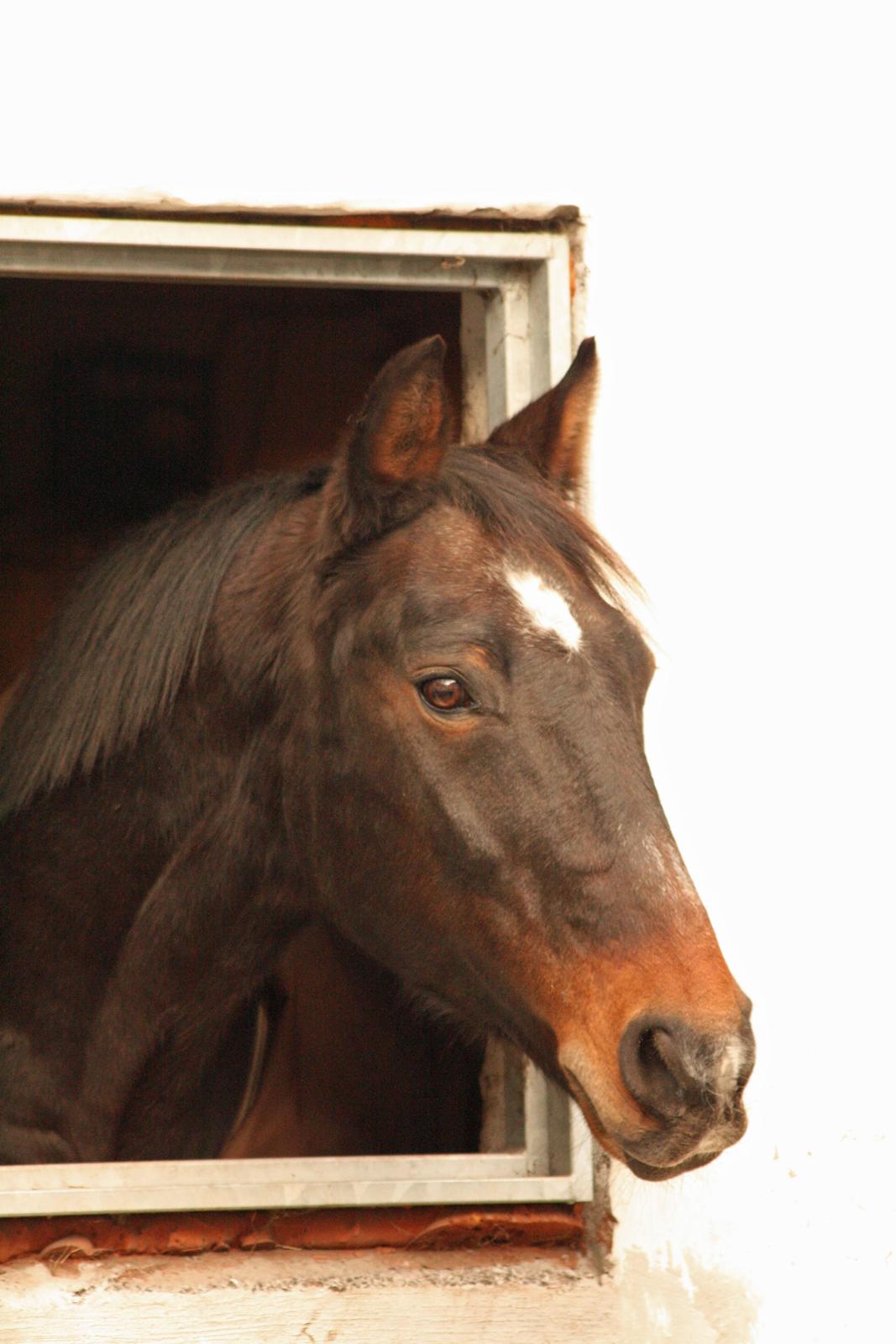 Oldenborg Adonis Odderbjerg billede 18