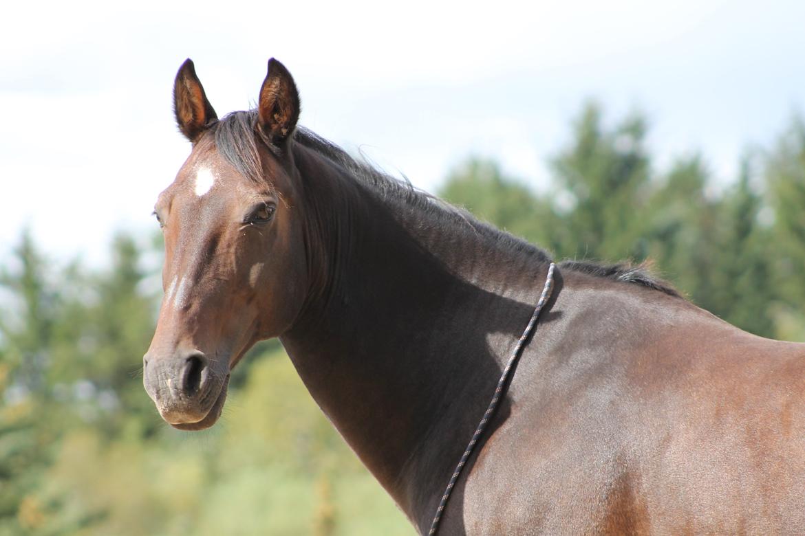 Oldenborg Adonis Odderbjerg billede 2