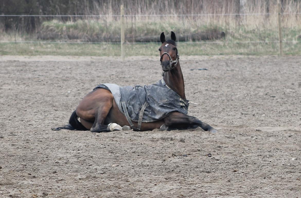 Tjekkisk Varmblod  Kusaj billede 7