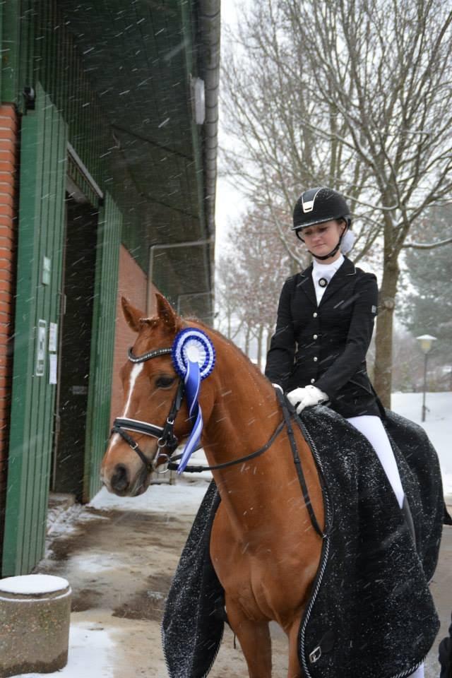 Hollandsk Sportspony Lasco A-pony billede 11