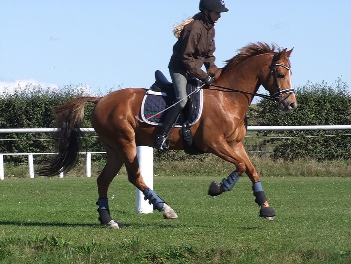 Hollandsk Sportspony Lasco A-pony billede 13