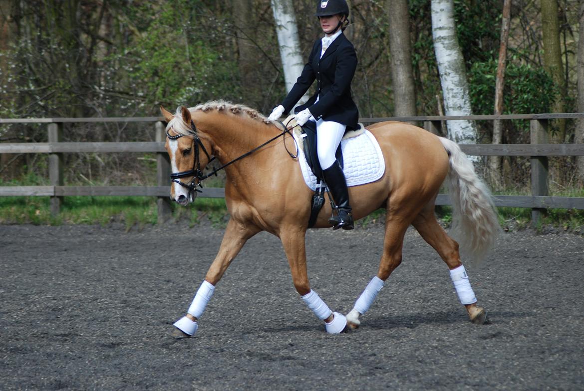 Palomino Stargolds Lopez himmelhest  - Lundtofte rideklub. Foto Ann-Janet Winther billede 13