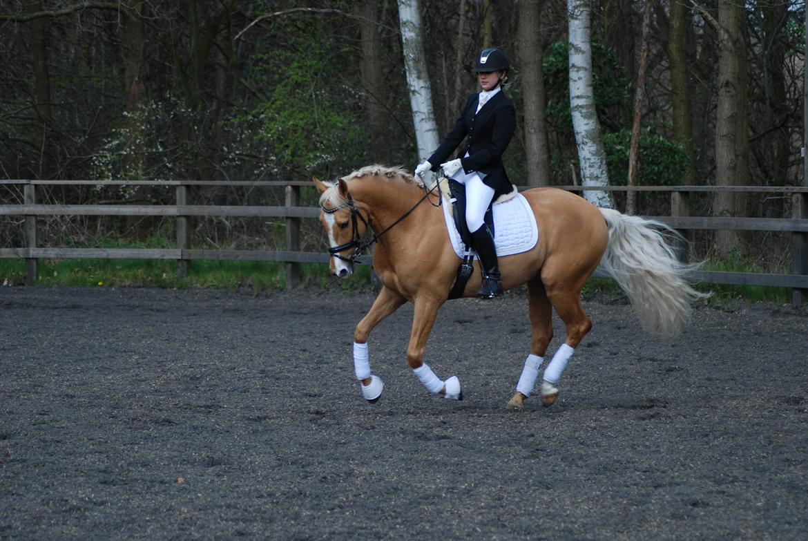 Palomino Stargolds Lopez himmelhest  - Lundtofte rideklub. Foto Ann-Janet Winther billede 12