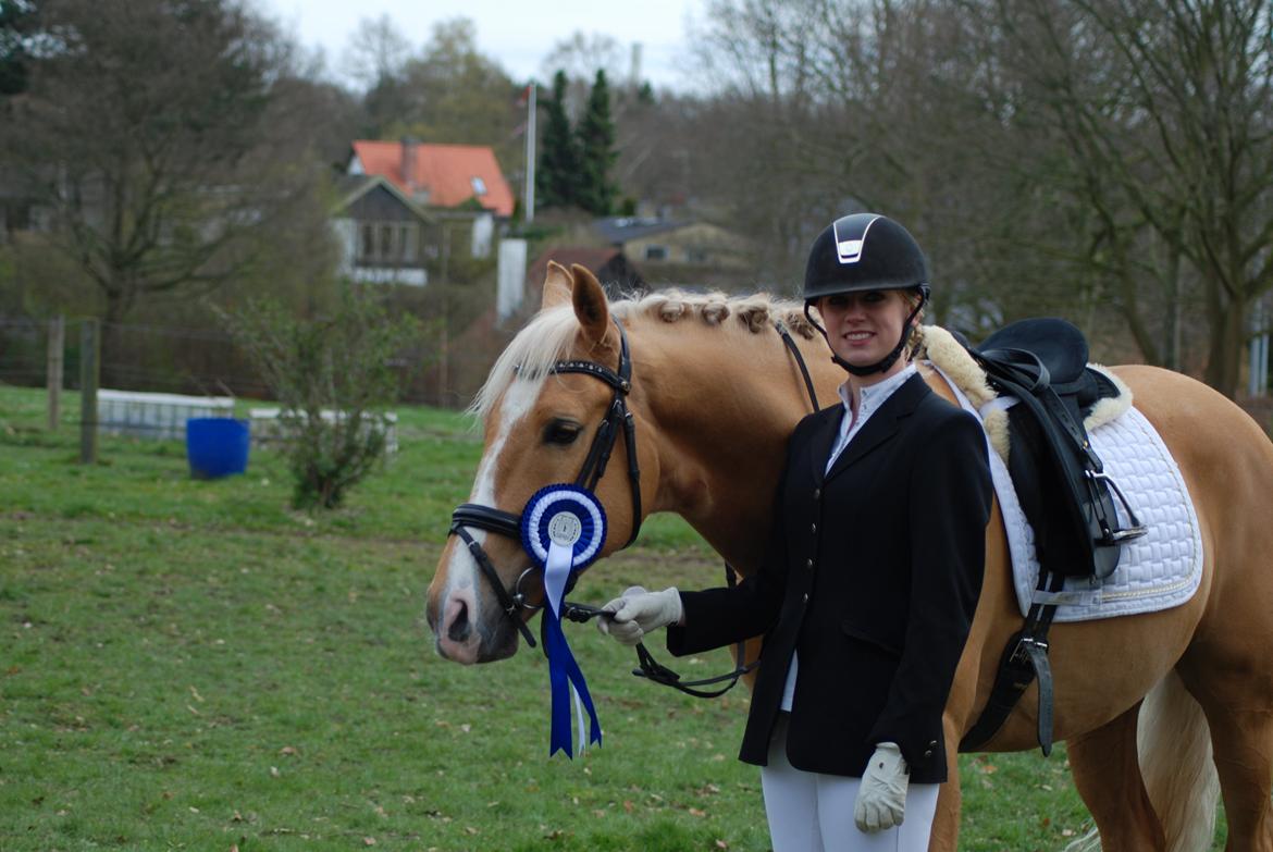 Palomino Stargolds Lopez himmelhest  - Vores første placering. Lundtofte Rideklub  billede 8