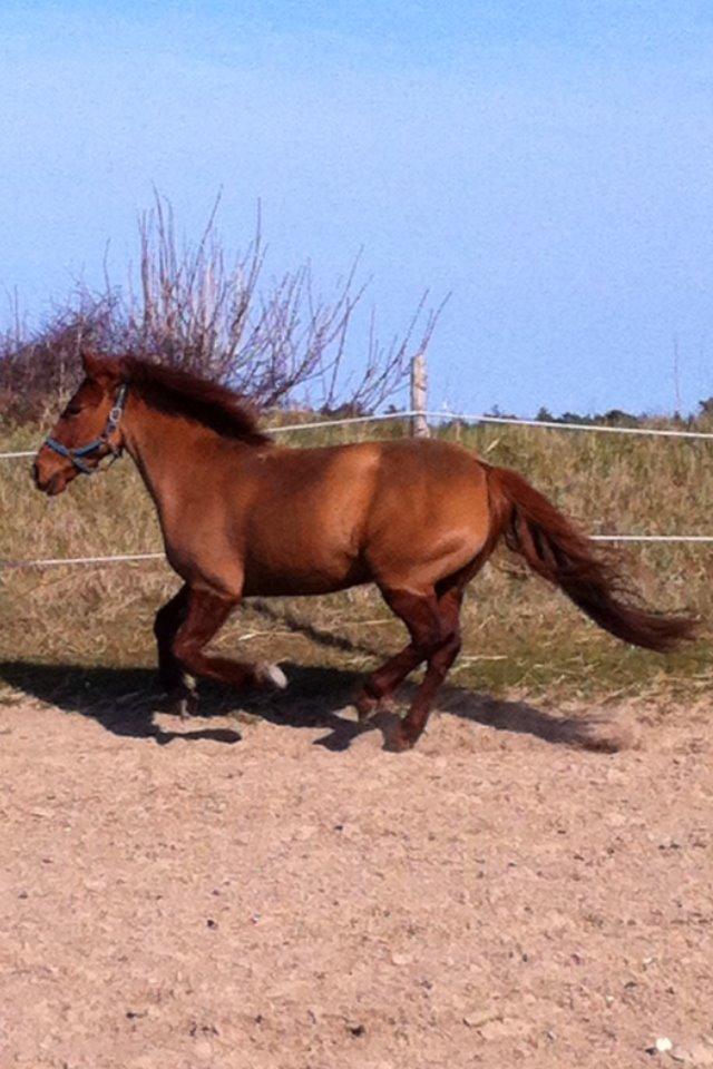 Anden særlig race Redstar billede 14