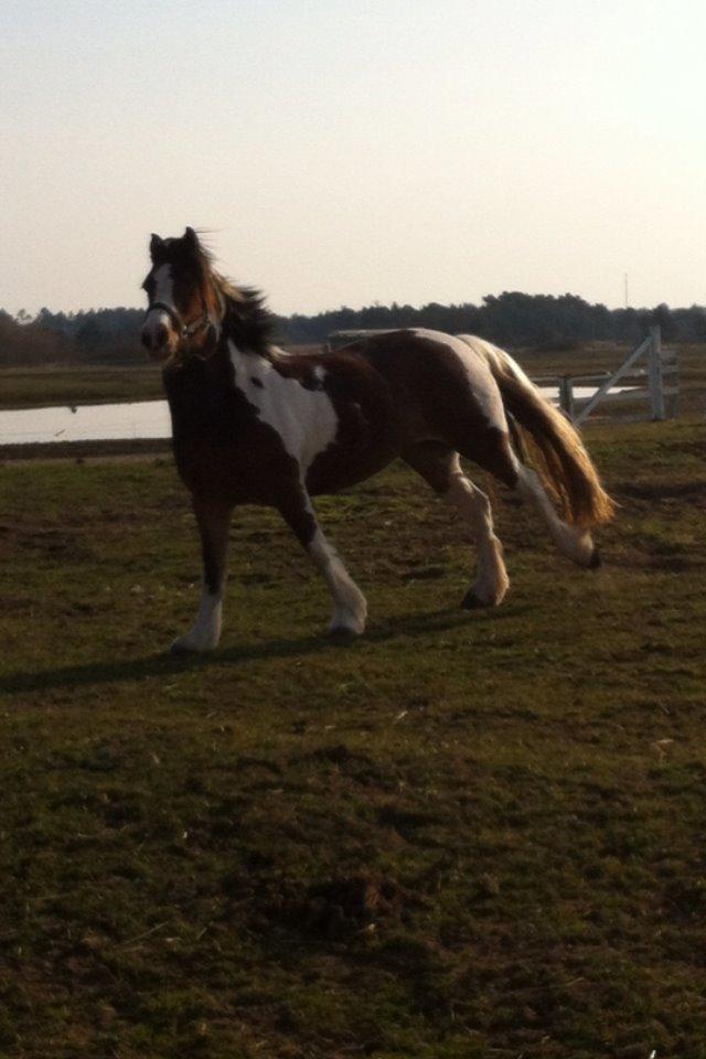 Irish Cob Crossbreed South Lady View<3 billede 22