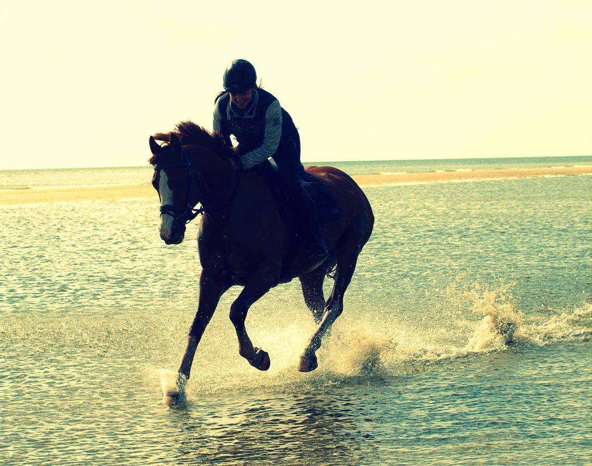 Anden særlig race HOT SHOT billede 1