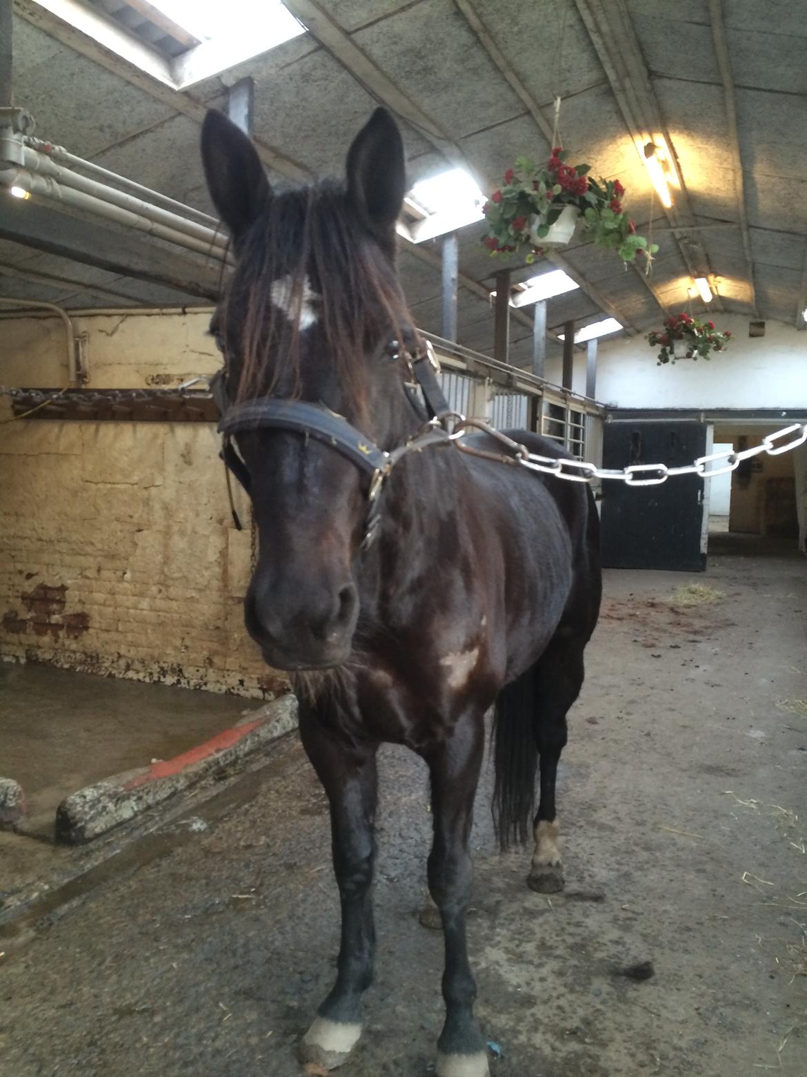 Traver Navy Langborg - Velkommen til Navy's profil billede 1