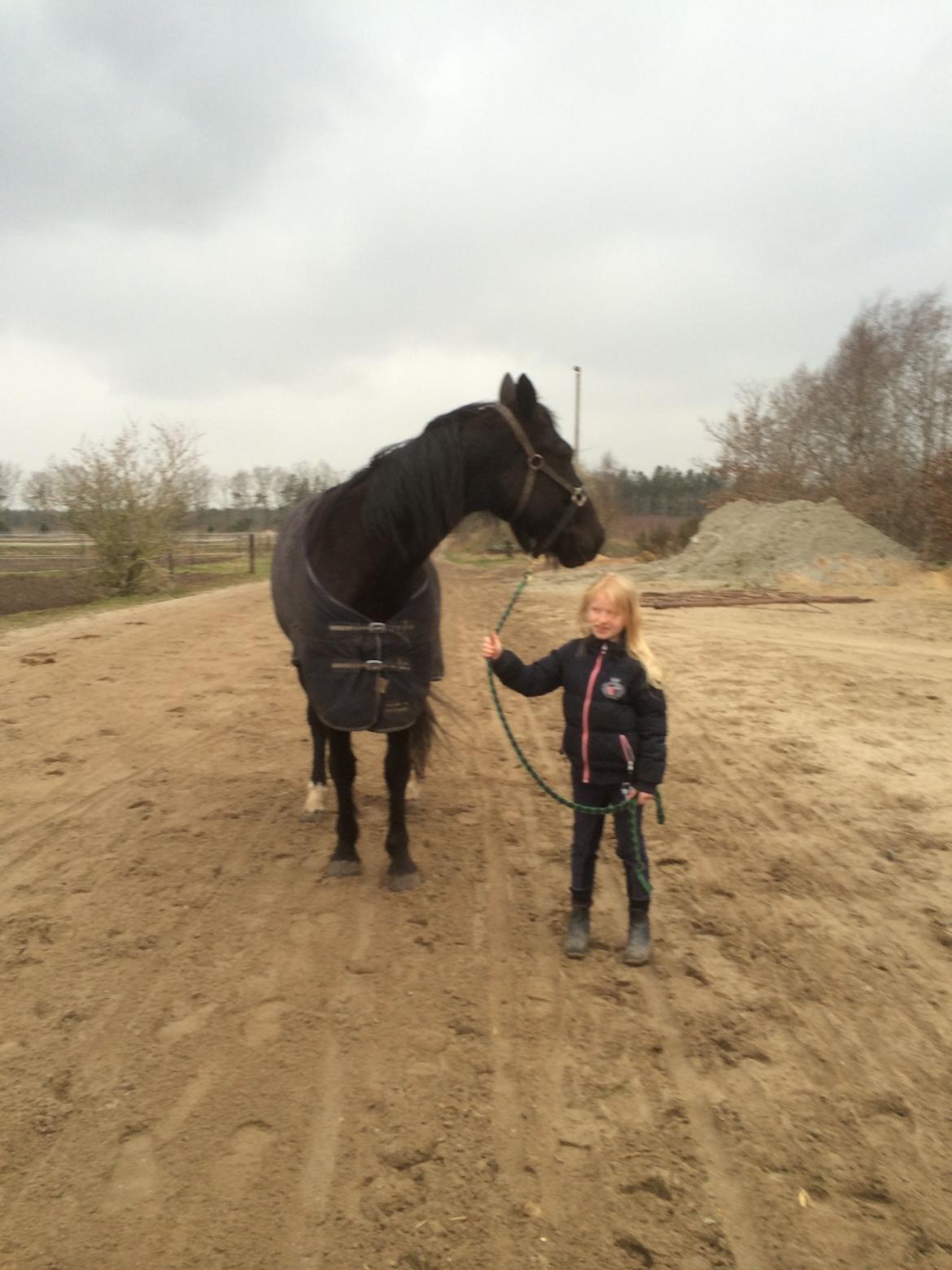 Traver Navy Langborg - Kira henter Navy på folden.. billede 3