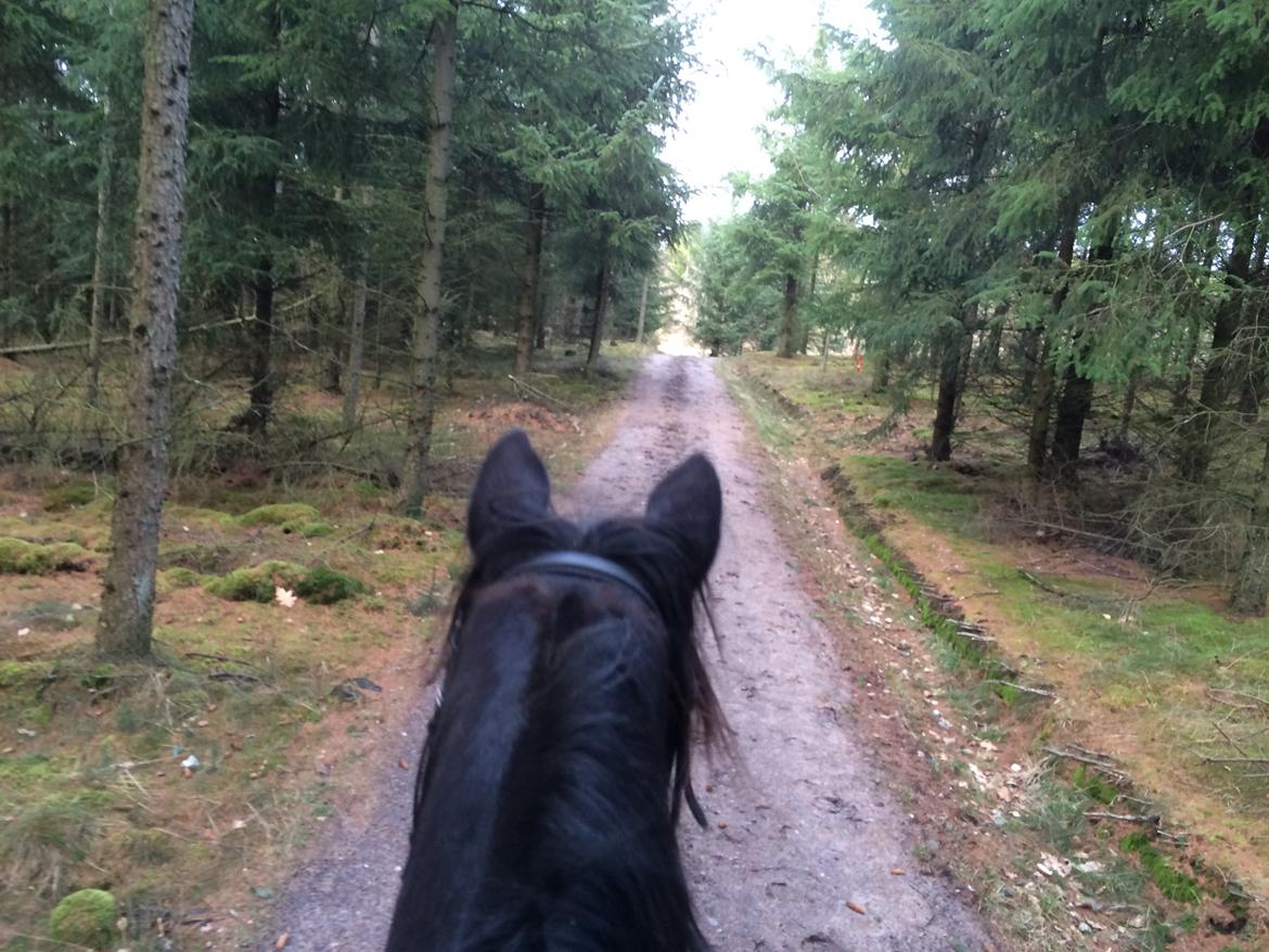 Traver Navy Langborg - Navy på opdagelse i skoven:-) billede 2