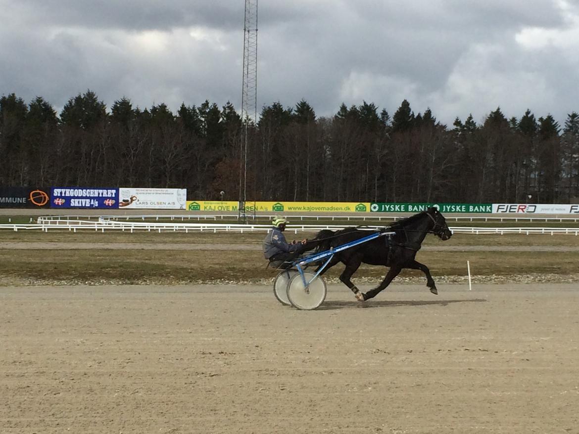 Traver Navy Langborg - Lidt hurtig arbejde, med Jakob i sulky'en.. billede 4
