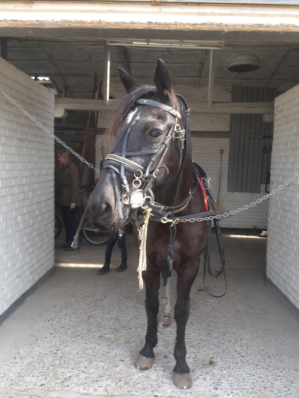 Traver Navy Langborg - Navy, inden interval træning d. 4/4-14 billede 7