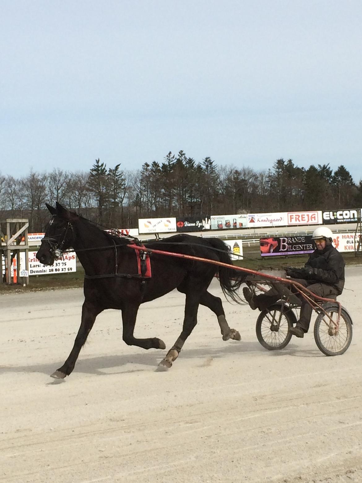 Traver Navy Langborg - En meget travsikker Navy, d. 4/4 med Dennis K. i vognen.. 22 fuld vej, 19 de sidste 1000 med lang vogn... Der er ikke langt igen , der mangler lige LIDT form :-) billede 8