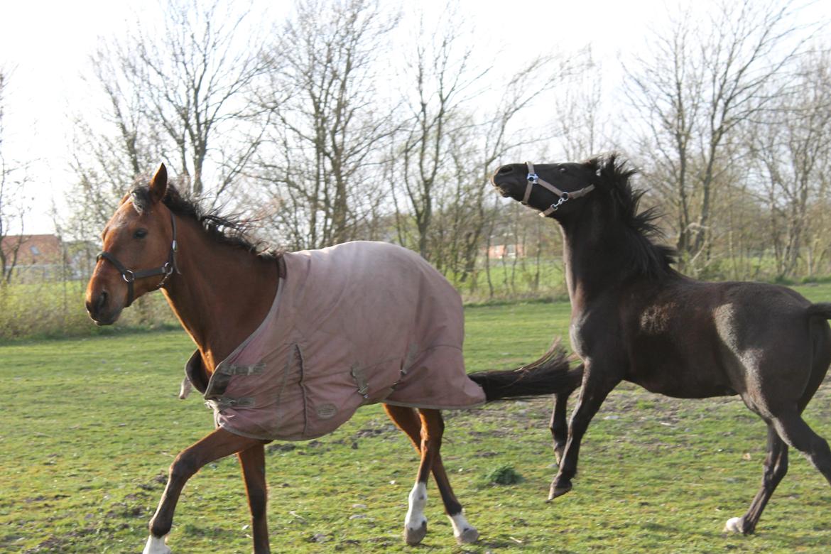 Traver Lemek Nordal billede 10