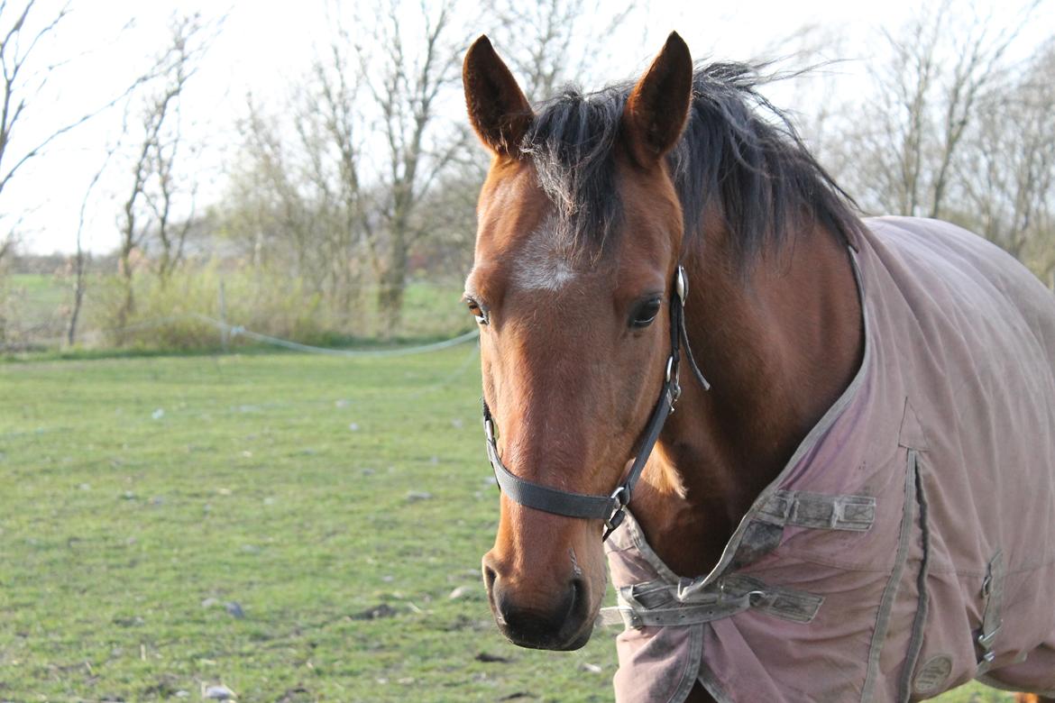 Traver Lemek Nordal billede 1