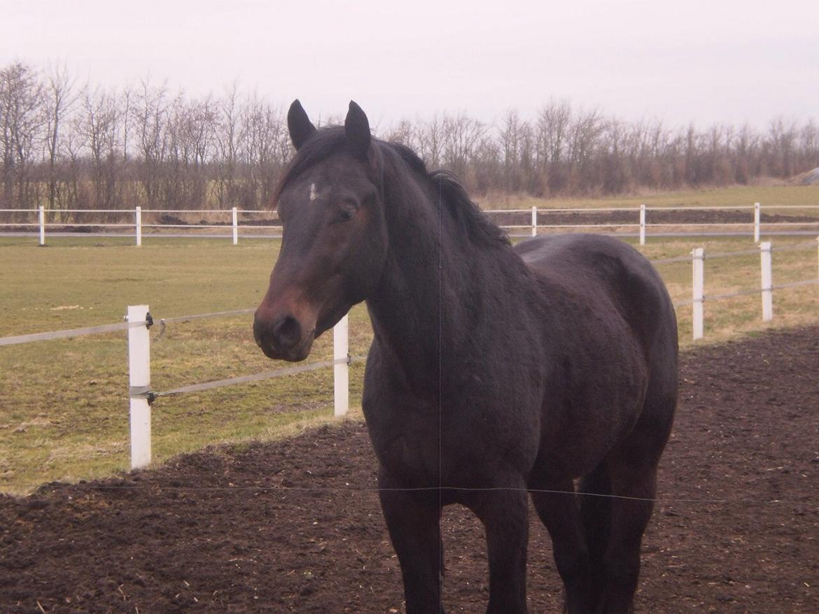 Oldenborg Cataco - Stadig hingst og ikke særlig gammel billede 5