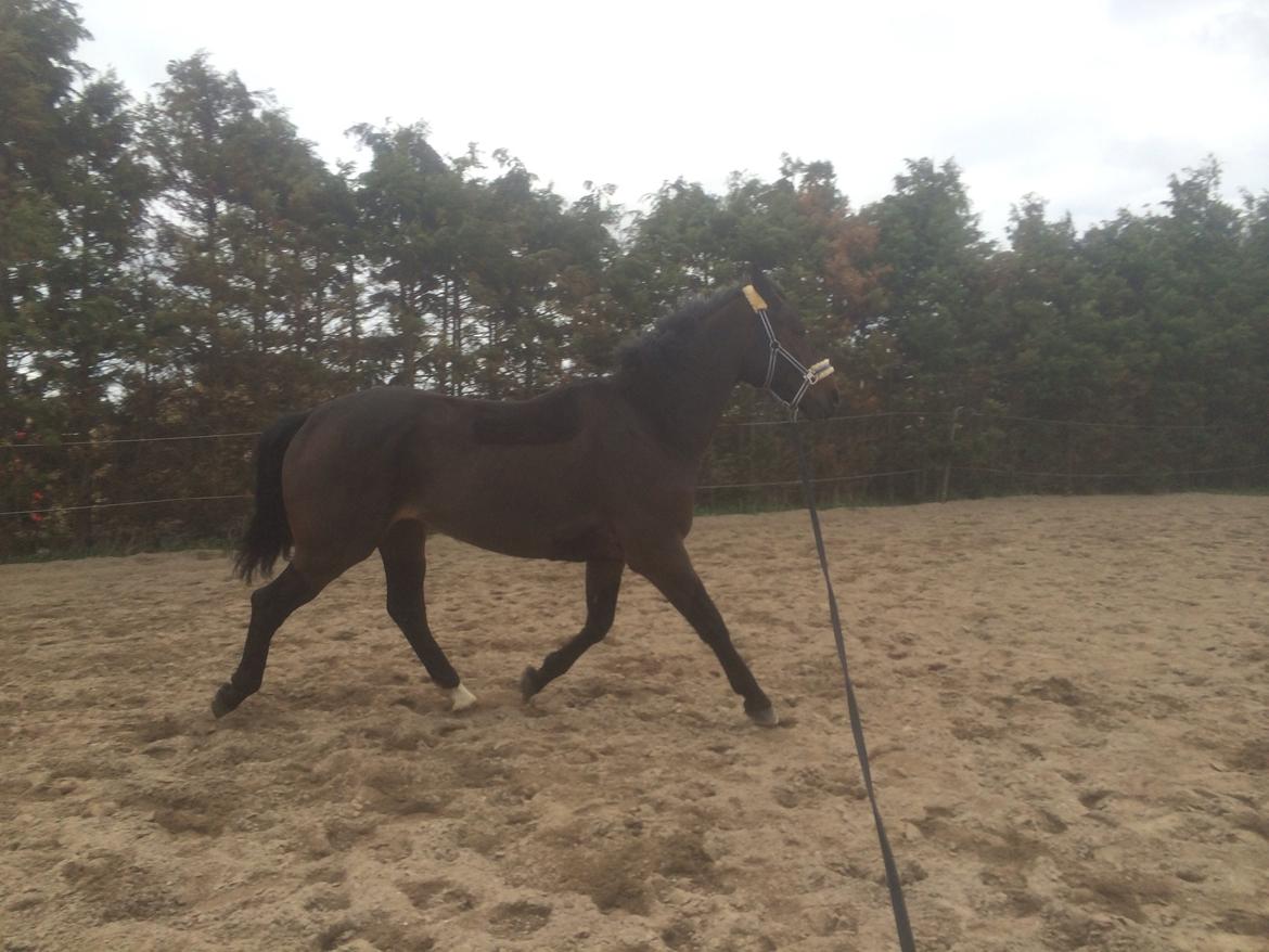 Oldenborg Cataco - Første gang i longe hos mig billede 3