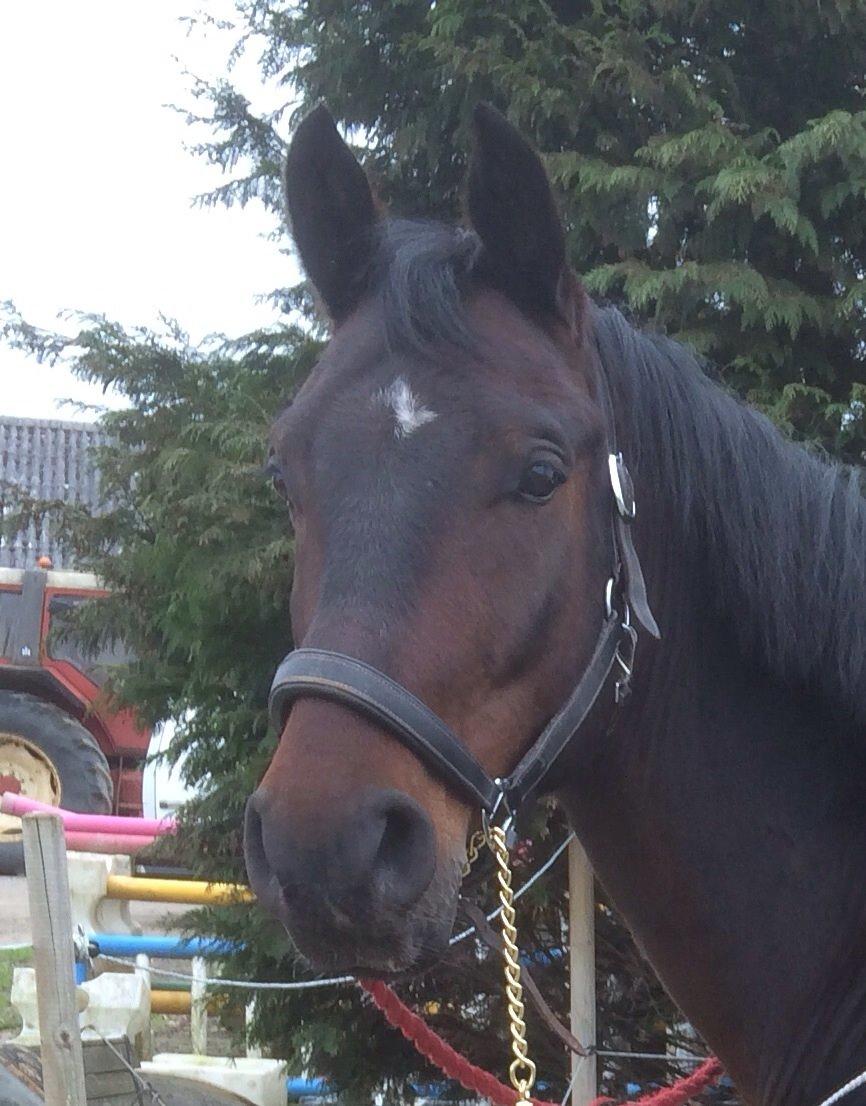 Oldenborg Cataco billede 2