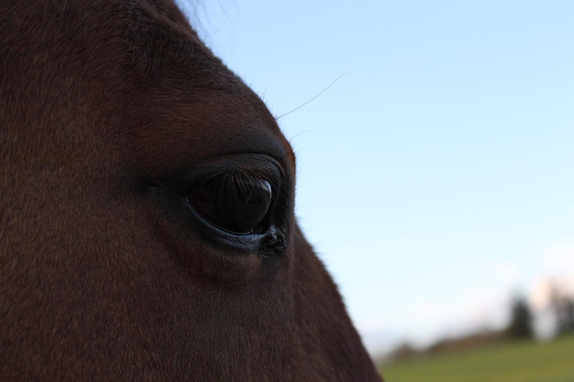 Traver Lemek Nordal billede 17