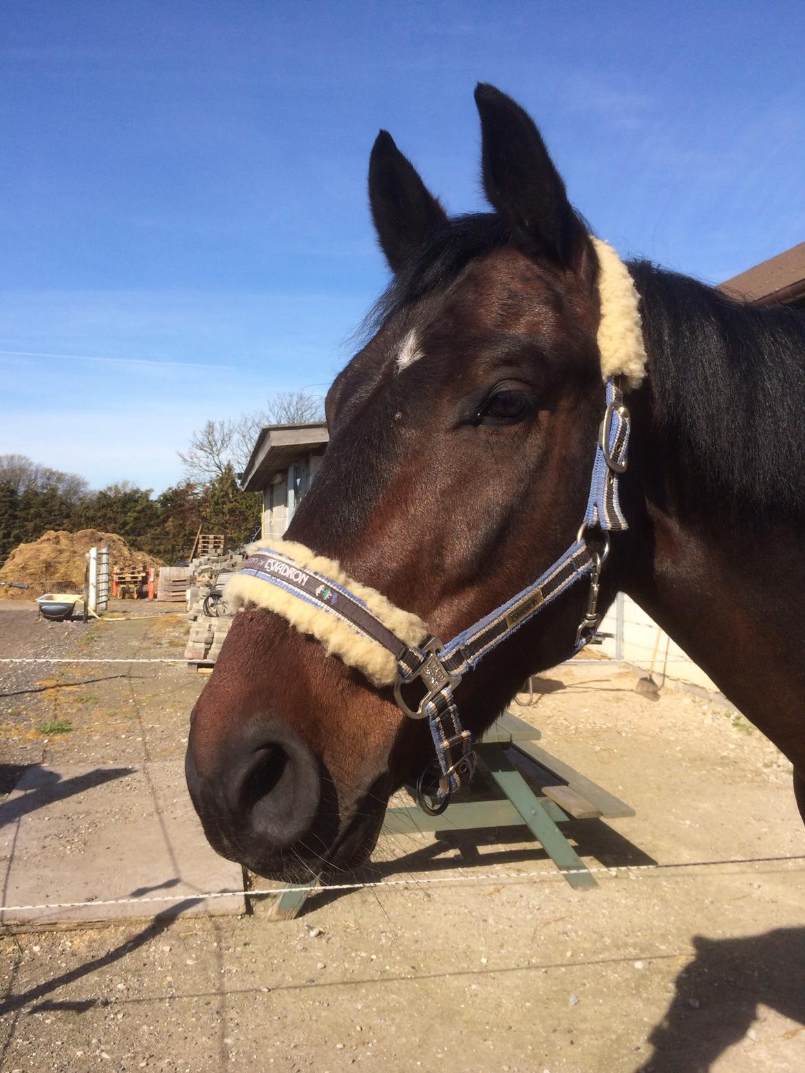 Oldenborg Cataco - Nyder solen billede 4