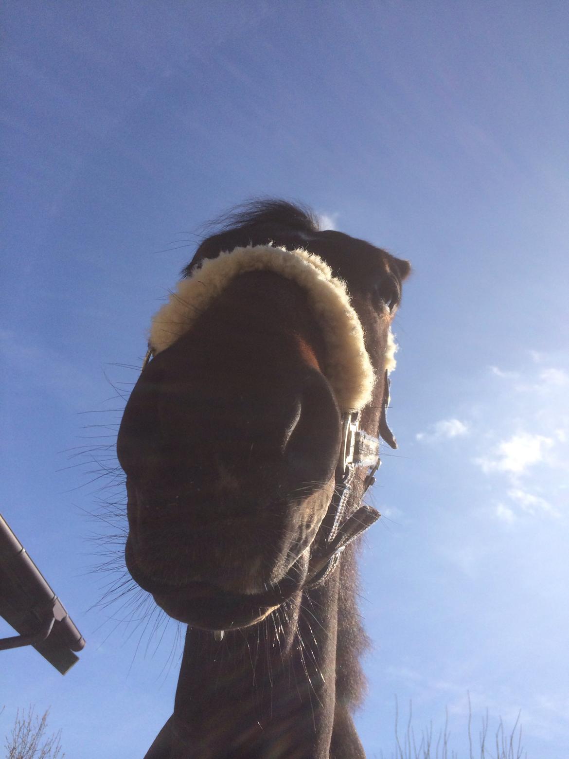 Oldenborg Cataco - Ser mit hoved stort ud? billede 7