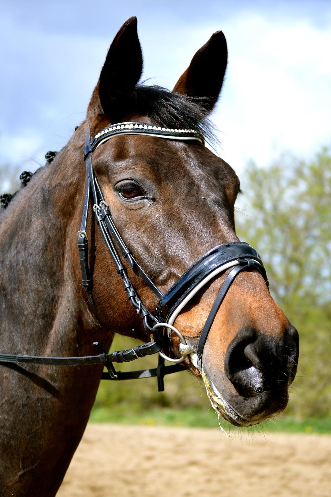 Holstener Jarl billede 16