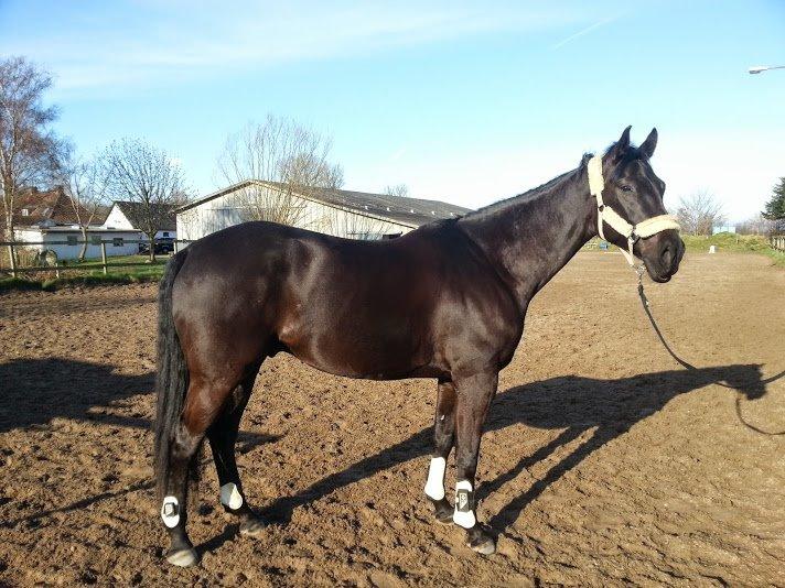 Oldenborg Masterpiece billede 12