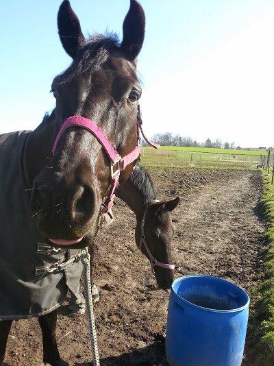 Oldenborg Masterpiece billede 17