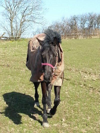 Oldenborg Masterpiece billede 10