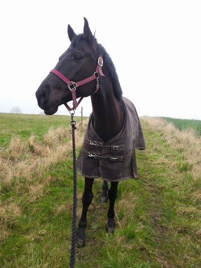 Oldenborg Masterpiece billede 2