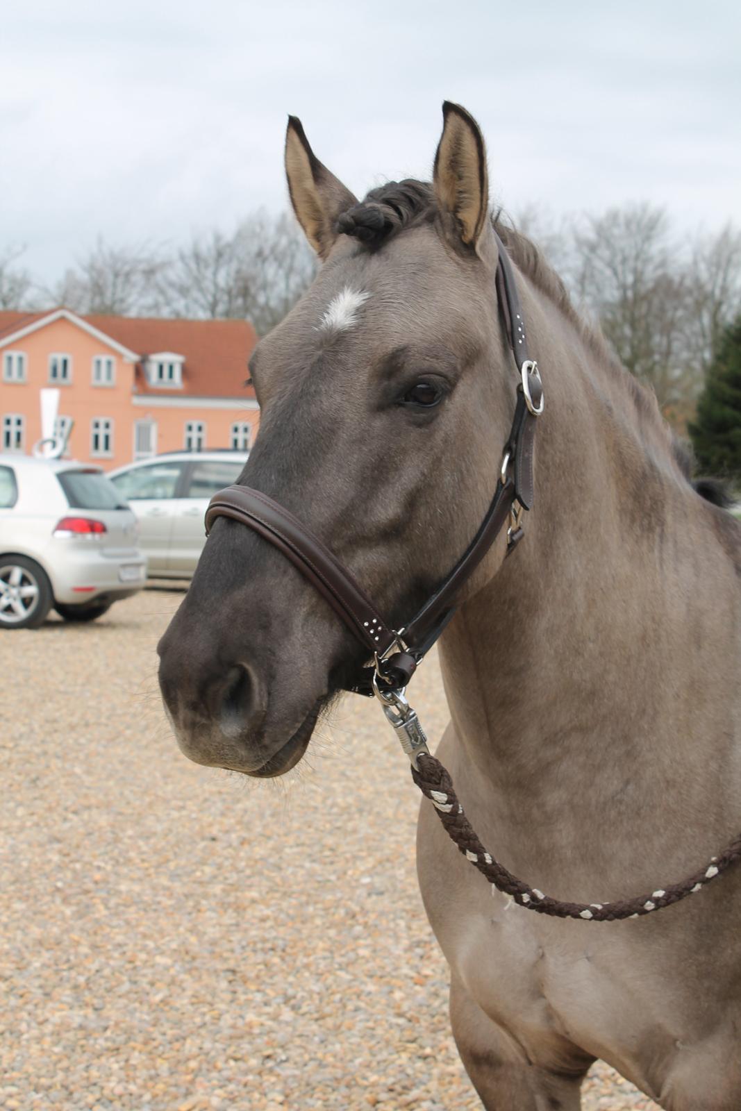 Konik Polski Carlo - Min smukke Carlo i Tobøl 12. april 2014 billede 15