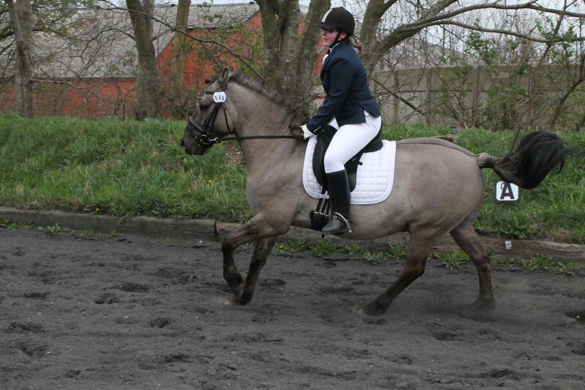 Konik Polski Carlo - Lidt galop på opvarmningsbanen i Tobøl 12. april 2014 billede 19