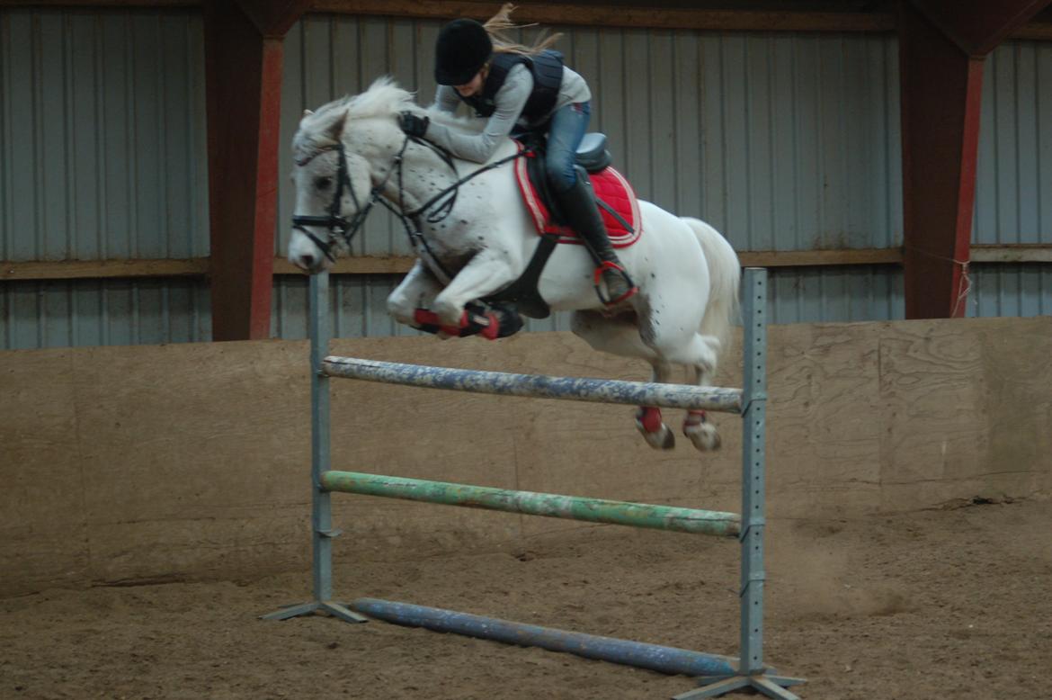 Anden særlig race Hot'n tot A-PONY - 120 <3 Foto: Helene Simonsen billede 20