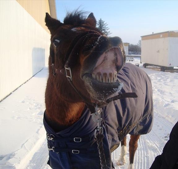 Anden særlig race Kojack | pony <3 | - Jeg elsker dig*-;

Vinteren 2010.

Foto: IKJ © billede 11