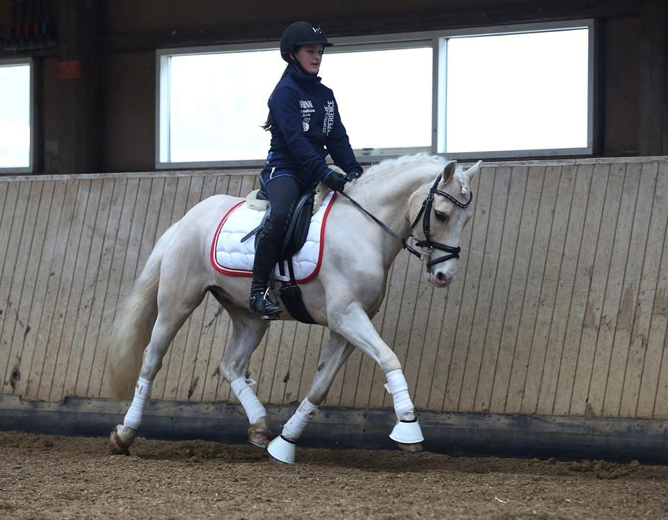 Welsh Pony af Cob-type (sec C) Rosengårdens nathowra billede 3